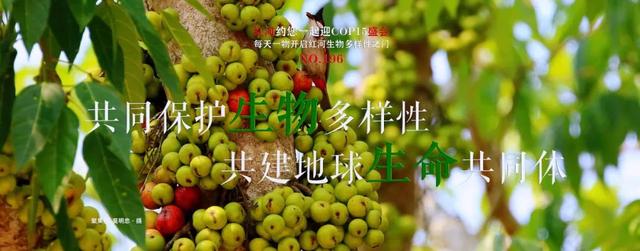 COP15 | 红河约您一起迎COP15盛会 每天一物开启红河生物多样性之门