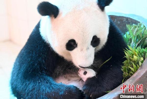 中国大熊猫保护研究中心2021大熊猫新生幼仔存活率百分之百
