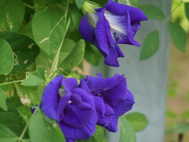 夏日探花 丨 辰山植物园蝶豆花开，Ta竟然是甜品原料之一