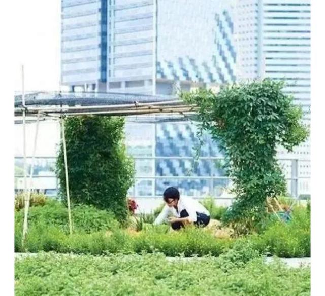地理冷知识 新加坡农民竟然在楼顶种菜
