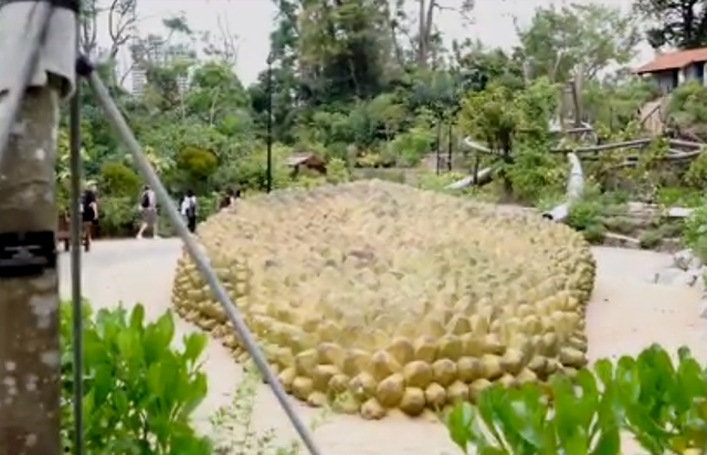 新加坡植物园现“巨型波罗蜜”，周末带娃又有新去处