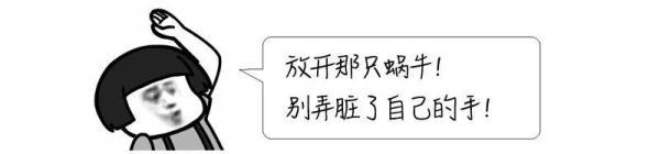 大雨后出现了拳头大的蜗牛？千万别摸！有人碰到后烧到40℃，严重可致死……