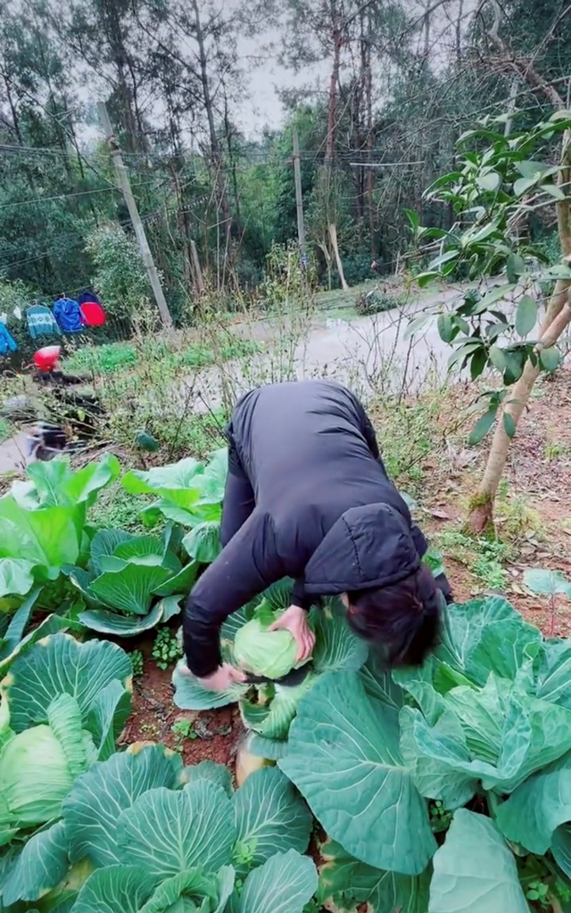 51岁跳水皇后接地气！打扮朴素亲自下田割菜，素颜出镜似冻龄