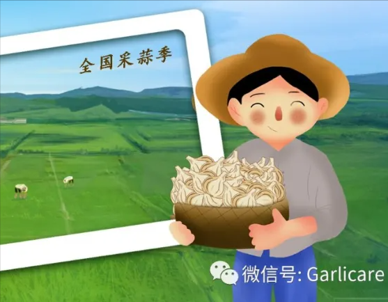 小蒜头，大产业——蒜乡闻来蒜香