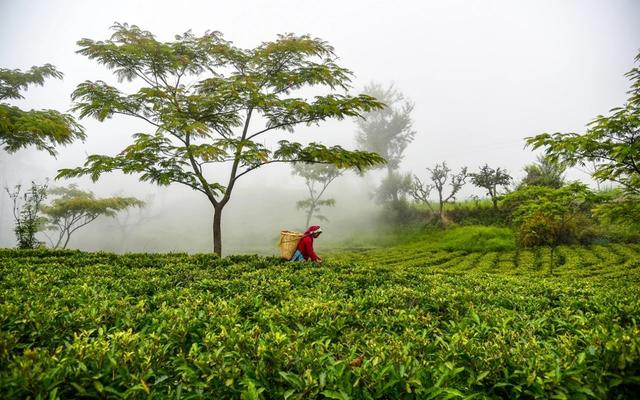 让年轻人爱上喝茶？他们需要的是一份下午茶品茗指南