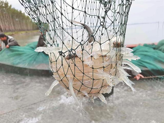 “南鱼北游”湖水生金 大庆市杜尔伯特蒙古族自治县大银鱼丰收了