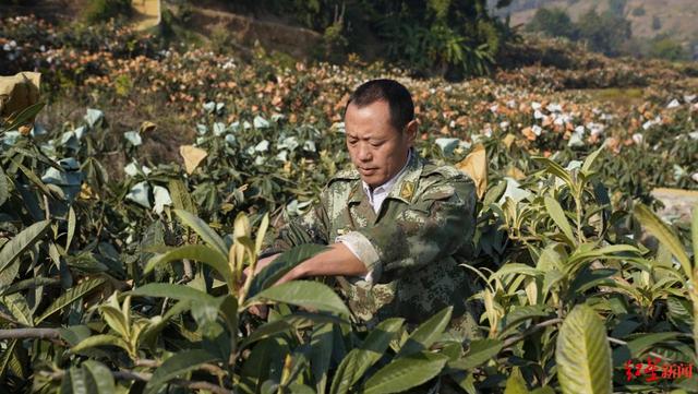 一个全国“亿元村”炼成记：水果造富神话背后，藏着什么秘密？