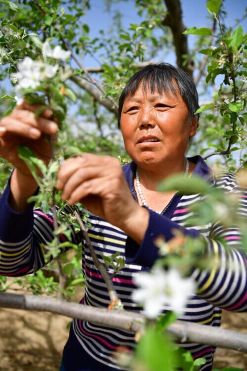 延安：红苹果 好日子