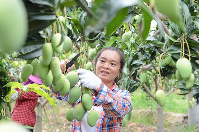 百色市比加拿大、澳大利亚更宜居