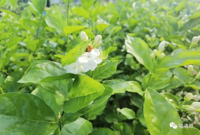 芬芳花田！盛夏，来福清这个地方与茉莉花来一场邂逅吧