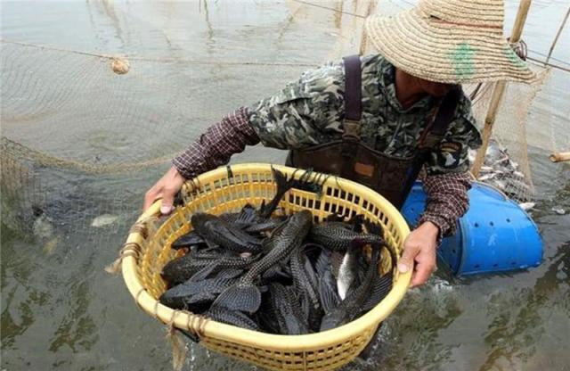 印度夜宵摊上的“垃圾鱼”非常热销，而在中国，狗都不吃