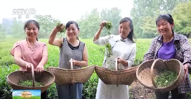 走进老区看新貌丨4万片鲜叶做成1斤茶 小茶叶如何变身致富“金叶子”？