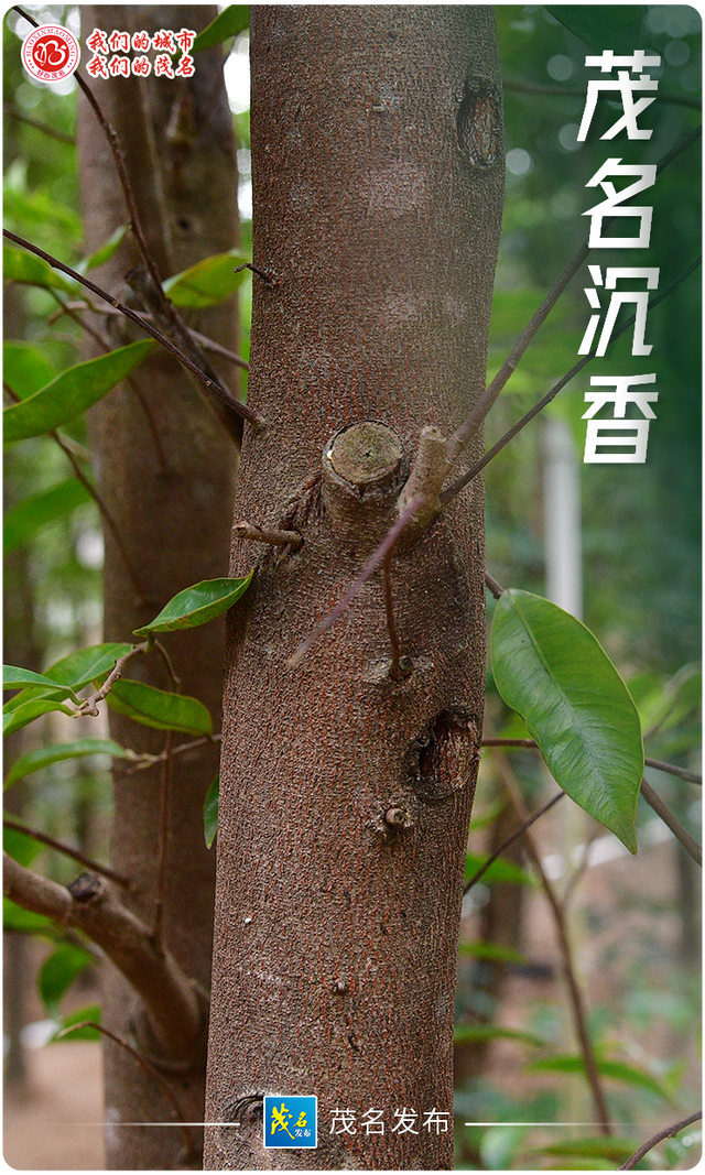 “五棵树一条鱼一桌菜”撬动产业升级，茂名致力培育超百亿级现代农业产业集群！