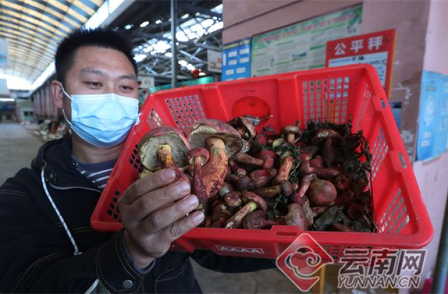 “卖资源”转“卖品牌”，云南野生菌未来之路有多远？