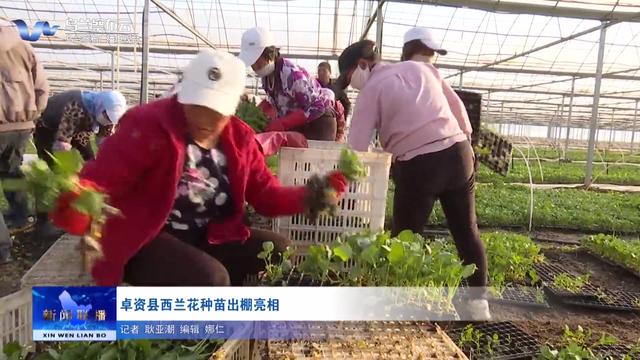 卓资县西兰花种苗出棚亮相
