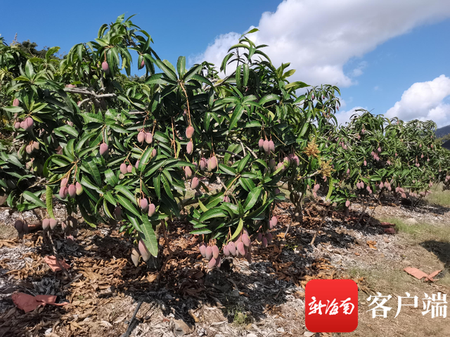 满满阳光味！三亚芒果目前出岛量已超11万吨