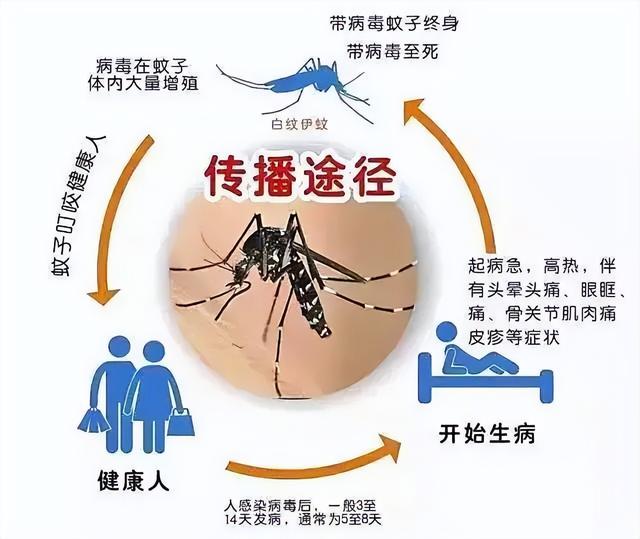 带毒的花蚊子卷土重来中国，它究竟从哪来？为何会令人闻风丧胆？