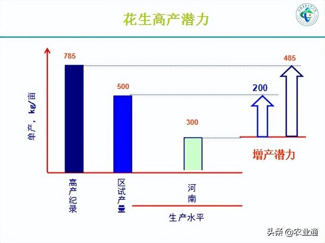 为什么玉米改种花生很流行？是因为这四个原因