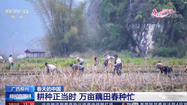 CCTV13-中央电视台新闻频道聚焦万亩藕田春种忙，“柳江玉藕”再次强势出圈！