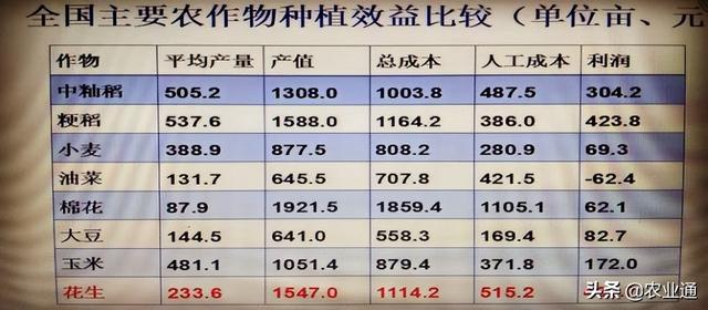 为什么玉米改种花生很流行？是因为这四个原因