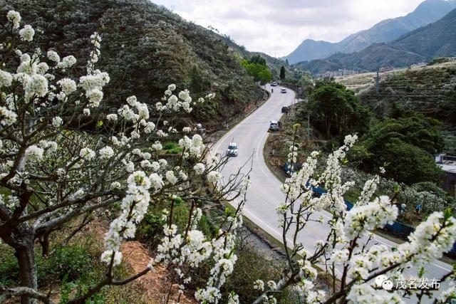 “五棵树一条鱼一桌菜”撬动产业升级，茂名致力培育超百亿级现代农业产业集群！