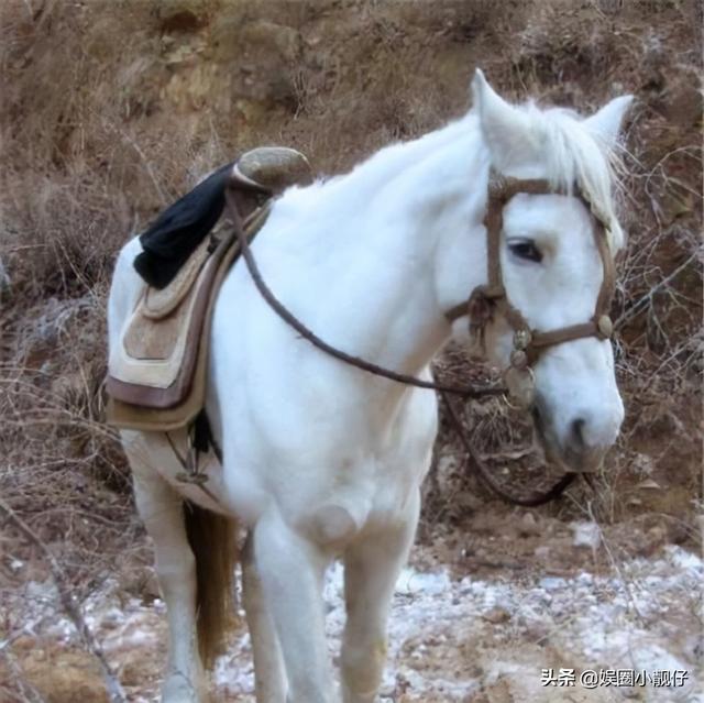 《西游记》幕后：杨洁被唐僧师徒踢出剧组，白龙马惨死荒郊无人知