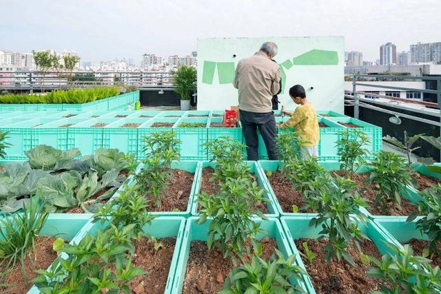 屋顶农场成新潮流：每户租1㎡种菜，果蔬不断