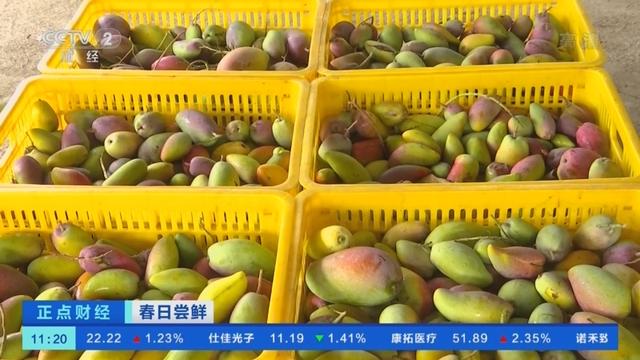 远销13个国家和地区！海南三亚多品种芒果集中上市→