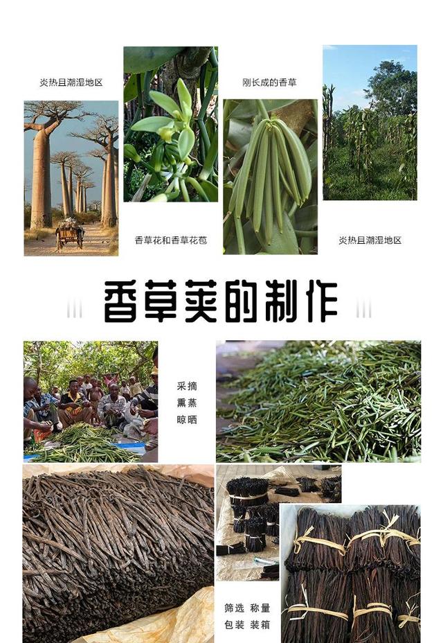 马达加斯加香草