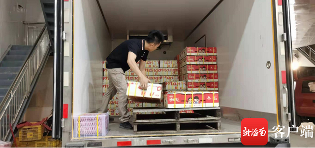 满满阳光味！三亚芒果目前出岛量已超11万吨