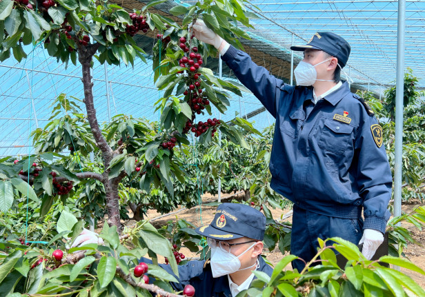 裂口果少两成 大樱桃出口比国内销售价格高三成