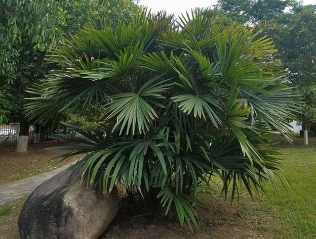 探秘华南国家植物园：春节看牡丹，隆冬赏红叶