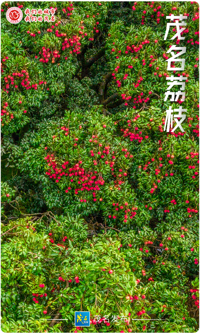 “五棵树一条鱼一桌菜”撬动产业升级，茂名致力培育超百亿级现代农业产业集群！