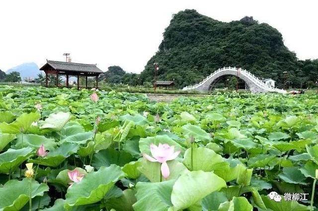 一节藕：产业链连幸福