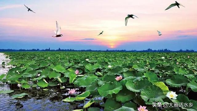 里下河水乡的一颗明珠——荷藕之乡獐狮荡，现隶属古镇望直港