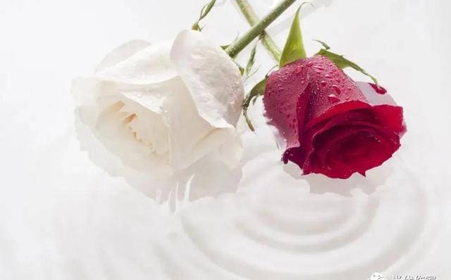 张爱玲小说：红玫瑰与白玫瑰（第一章）