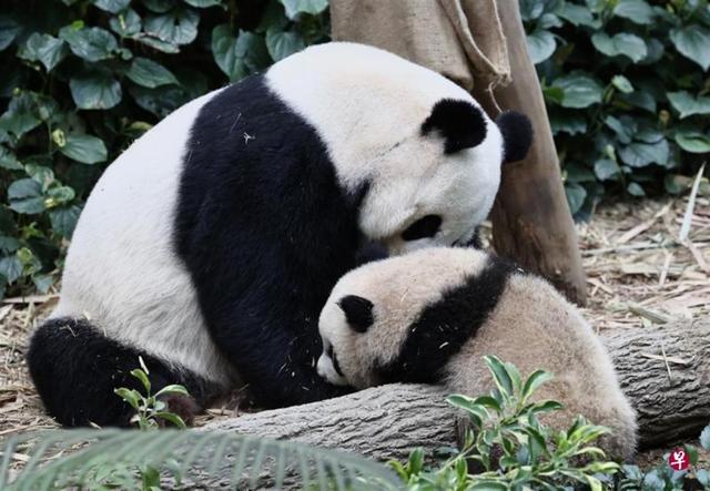 新加坡首只本土出生的大熊猫宝宝首秀迎客