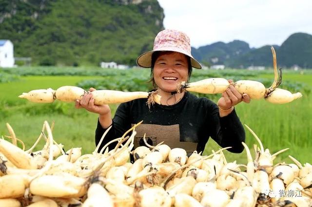 一节藕：产业链连幸福