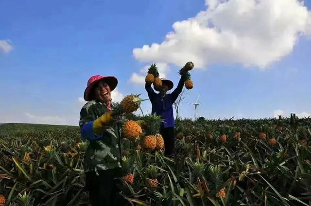 国宴上吃的菠萝，竟来自这个不起眼的小村落