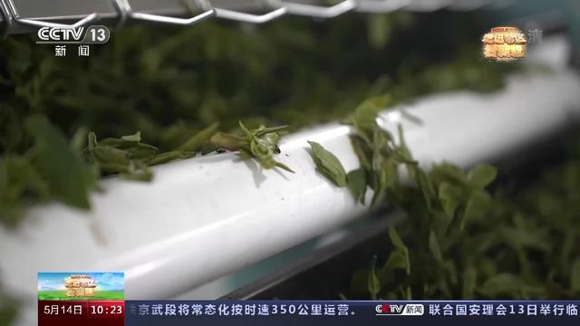 走进老区看新貌丨4万片鲜叶做成1斤茶 小茶叶如何变身致富“金叶子”？