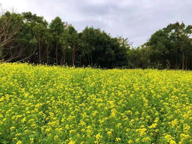 厦门集美：满“苑”春色关不住 七彩花卉“踏春”来