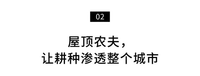 深圳人把菜园子搬上楼顶！每人租1㎡田，果蔬不断