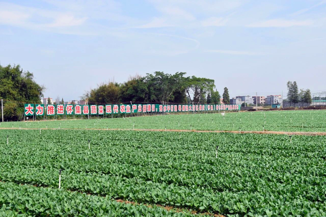 鲜嫩爽脆！怀集优质菜心芥蓝收获市场“铁粉”