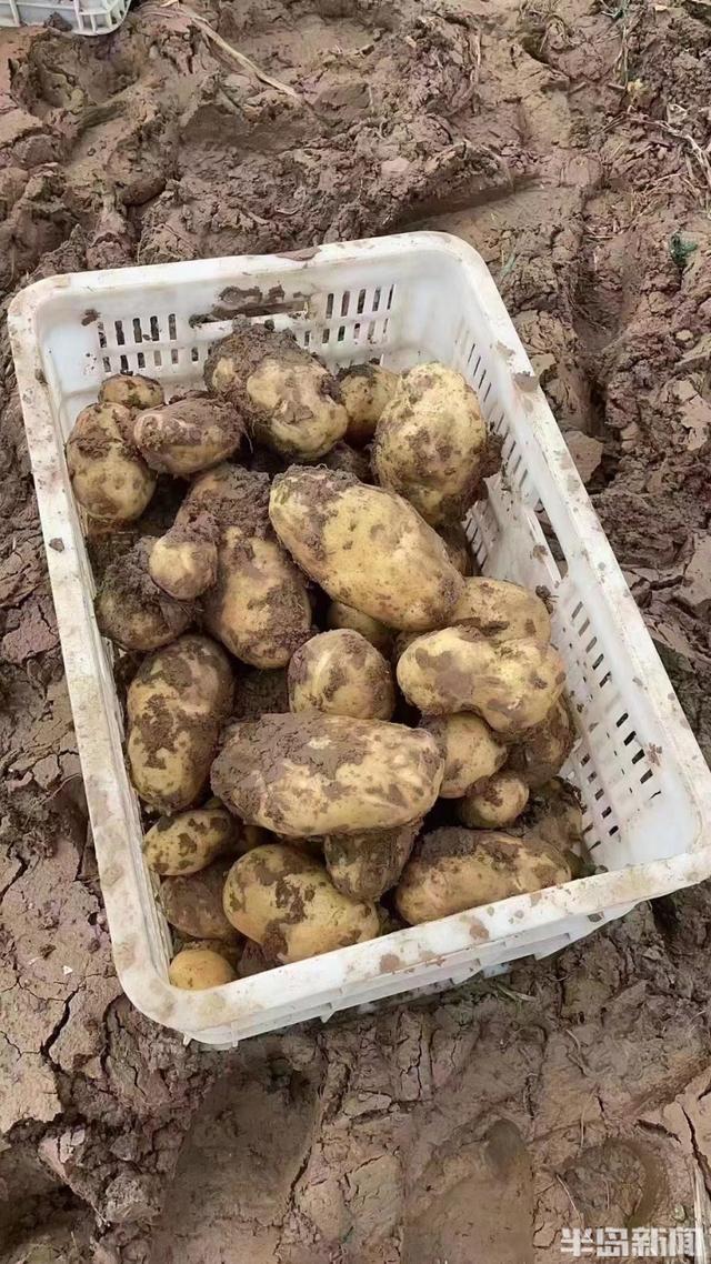 半岛聚焦｜土豆告急！丰收在即暴雨突袭胶西农户盼援手，党员干部200余人冒雨蹚泥帮抢收