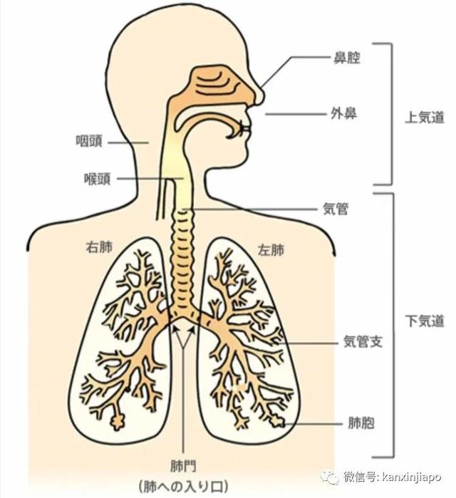 反反复复，新冠病毒生命力为什么如此“顽强”？