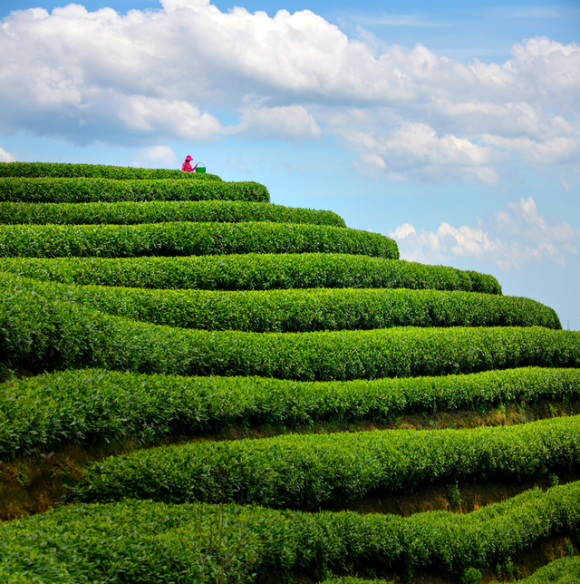 入选国家非遗的5种黑茶，你都知道吗？