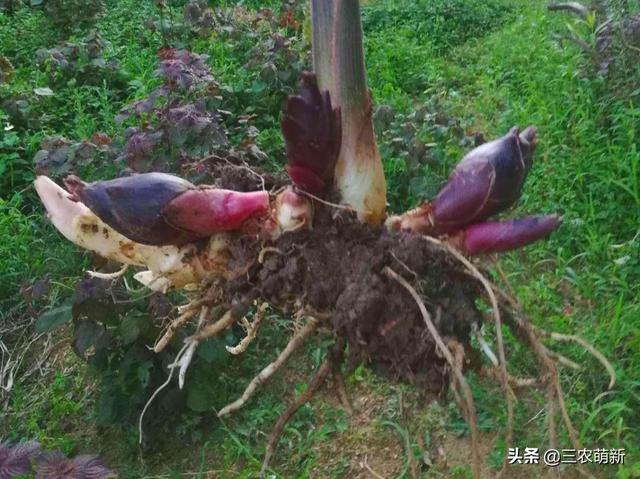 阳荷：被外国人称为亚洲人参，价值珍贵，却常被一些人铲除