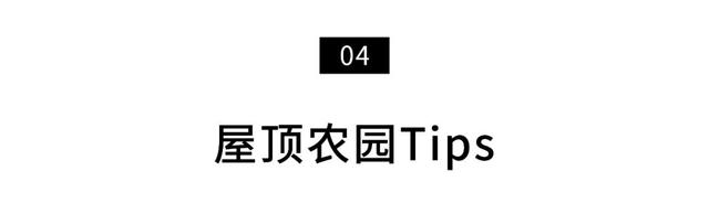 深圳人把菜园子搬上楼顶！每人租1㎡田，果蔬不断