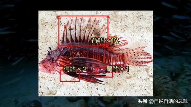 变色、用毒、变性，看上去人畜无害的石斑鱼，在海洋里有多生猛