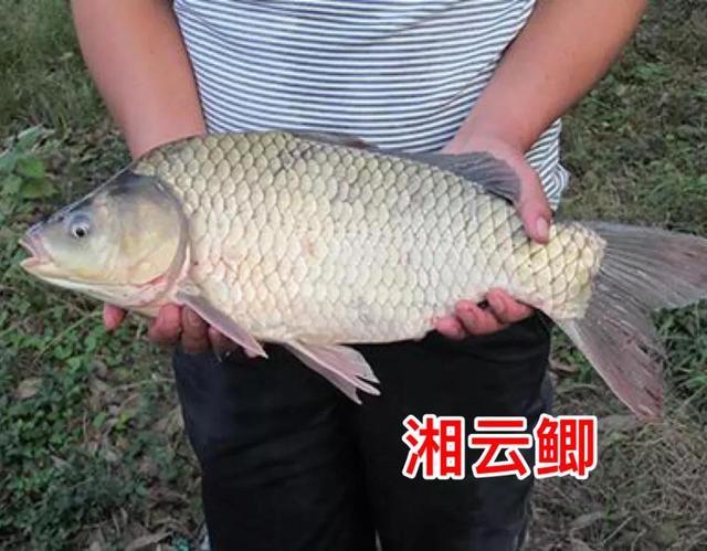 2022年新规定：95种水生物禁止放流，包括很多常见鱼类
